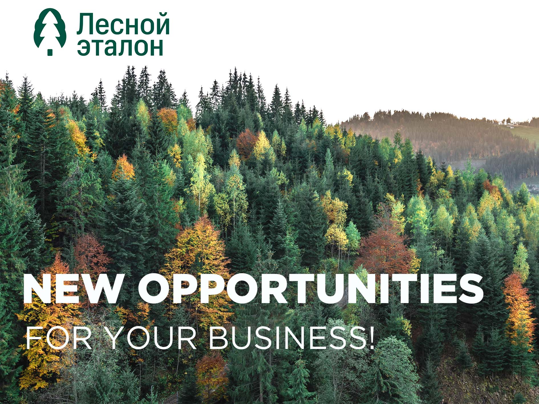TIMBER STANDARD: PUBLIC PROCUREMENTS, TENDERS AND DIY!