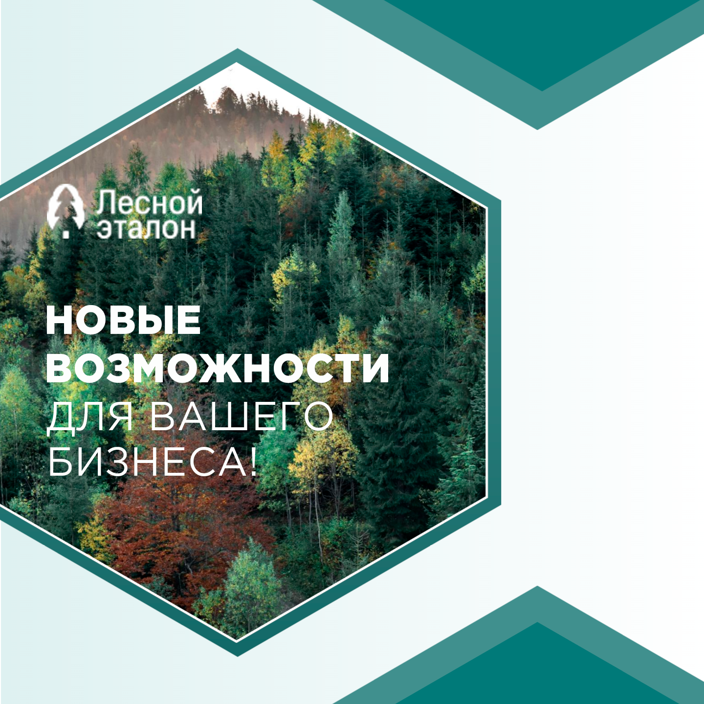 "Лесной эталон": госзакупки, тендеры и DIY!